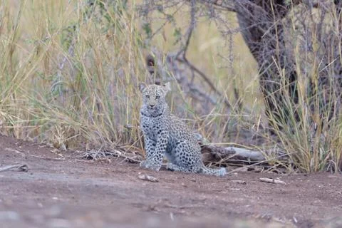 Leopard cub in the wilderness Stock Photos
