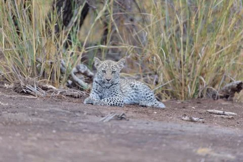 Leopard cub in the wilderness Stock Photos