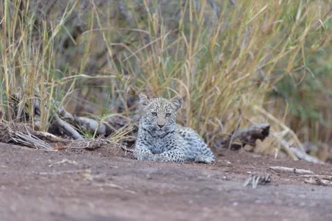 Leopard cub in the wilderness Fotos Stock