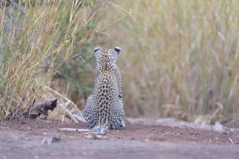 Leopard cub in the wilderness Stock Photos