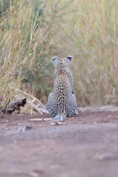 Leopard cub in the wilderness Fotos Stock