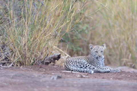 Leopard cub in the wilderness Stock Photos