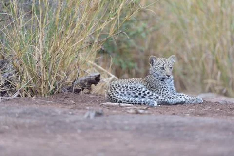 Leopard cub in the wilderness Stock Photos
