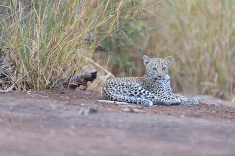 Leopard cub in the wilderness Stock-Fotos