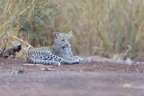 Leopard cub in the wilderness Stock Photos
