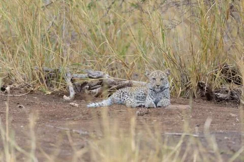 Leopard cub in the wilderness Stock Photos