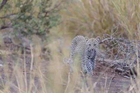 Leopard cub in the wilderness Stock Photos