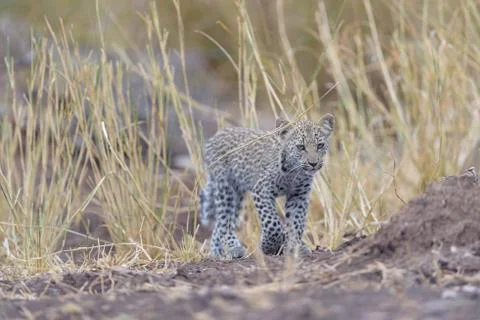 Leopard cub in the wilderness Stock Photos