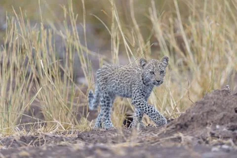 Leopard cub in the wilderness Fotos Stock