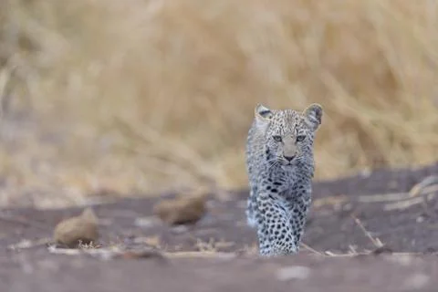 Leopard cub in the wilderness Foto stock