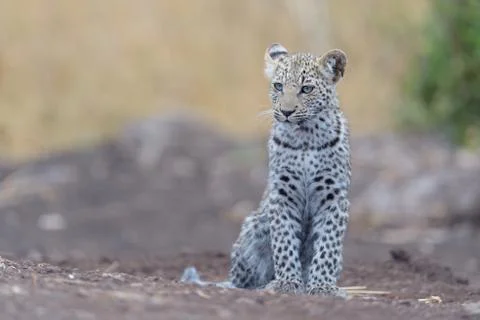 Leopard cub in the wilderness Stock Photos