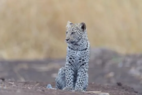 Leopard cub in the wilderness Stock Photos