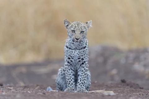 Leopard cub in the wilderness Foto stock