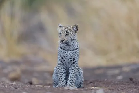 Leopard cub in the wilderness Stock Photos