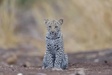 Leopard cub in the wilderness Stock Photos