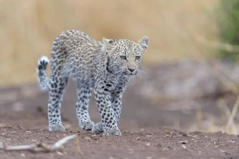 Leopard cub in the wilderness Stock Photos