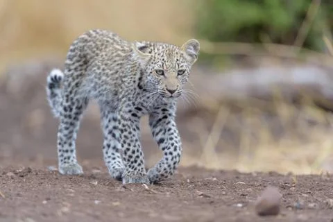 Leopard cub in the wilderness Stock Photos