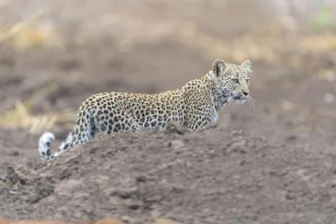 Leopard cub in the wilderness Stock Photos