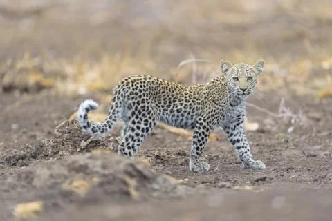 Leopard cub in the wilderness Stock Photos