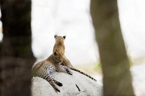 Leopard cub in the wilderness Fotos Stock
