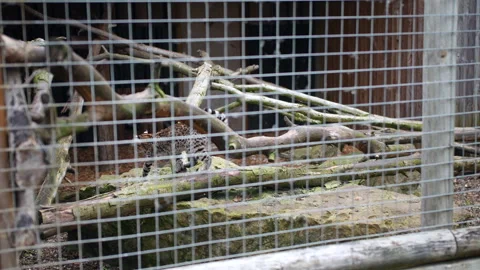 Leopard cub in zoo cage running across tree branches Stock Footage 245264481
