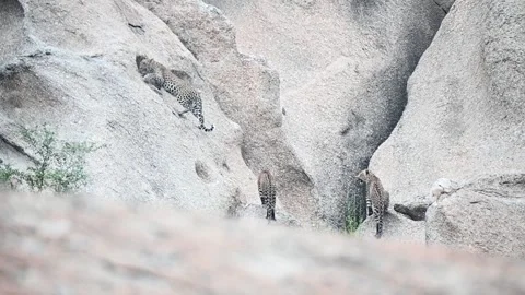 Leopard cubs climbing up a big rock in Jawai national park Stock Footage 289845280