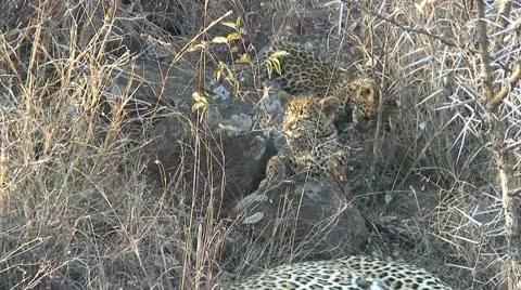 LEOPARD CUBS Video stock 17289256