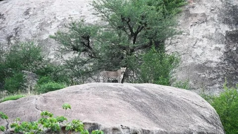 Leopard cubs making their way to the mother in Jawai national park Stock Footage 282442519