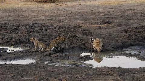 Leopard with cubs, Panthera pardus, drinking from a dam. Stock Photos