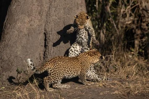 Leopard cubs, Panthera pardus, playing together. 스톡 사진