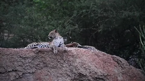 Leopard cubs playing and resting in Jawai national park Stock Footage 282442849