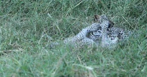 Leopard cubs playing Stock Footage 196180960