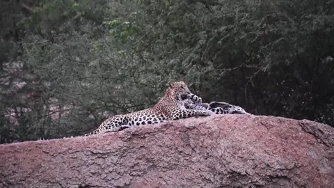 Leopard cubs playing near their mother in Jawai national park Video stock 282442843