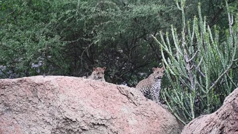  Leopard cubs resting and cleaning their fur in Jawai national park Stock Footage 282442570