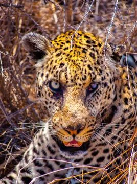 Leopard with a cut eye Stock Photos