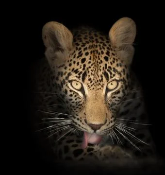 Leopard in the dark Stock Photos