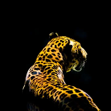 Leopard from the dark Stock Photos