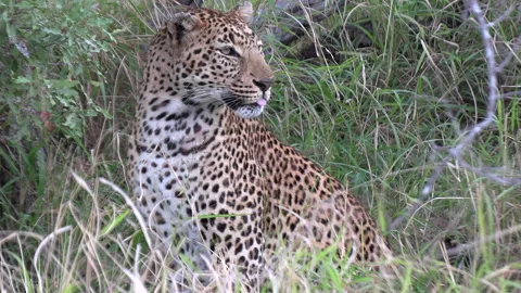 A leopard in dense thicket watching something. Stock Footage 257654801