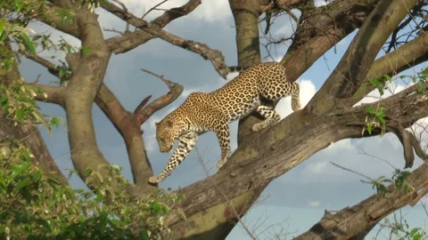 LEOPARD DESCENDS FROM LARGE TREE Video stock 91074438
