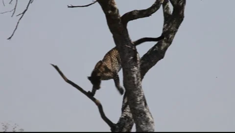 Leopard Descends from Tree  (HD) Stock Footage 8599423