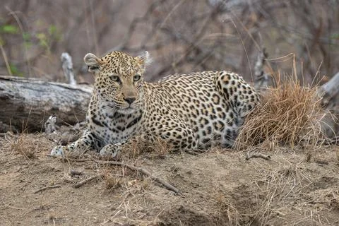 Leopard digesting a large meal Stock Photos