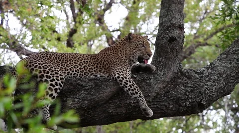 Leopard digesting lying comfortable on a thick branch Vídeo Stock 65493152