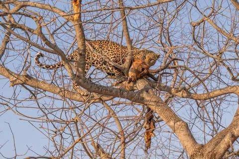 Leopard dining in the fork of a tree Stock Photos