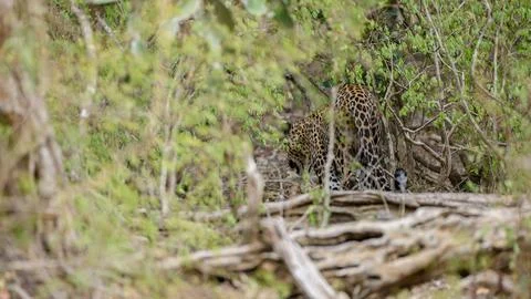 Leopard disappears deep into the jungle canopy at Yala National Park, Sri Lan Stock Photos