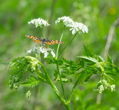 Leopard disc Stock Photos