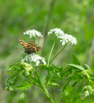 Leopard disc Stock Photos