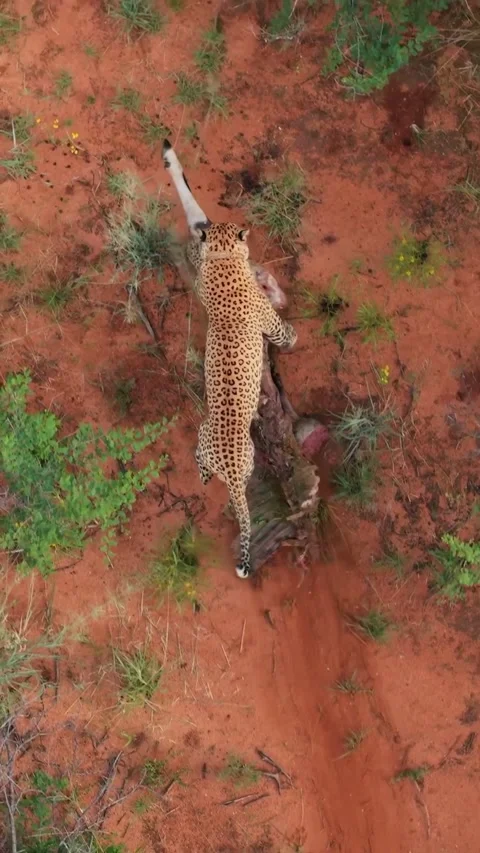 Leopard displaces its prey on the ground 스톡 동영상 330048846