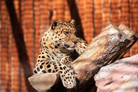 Leopard In a dominant pose basking in the sun without a care in the world. Stock Photos