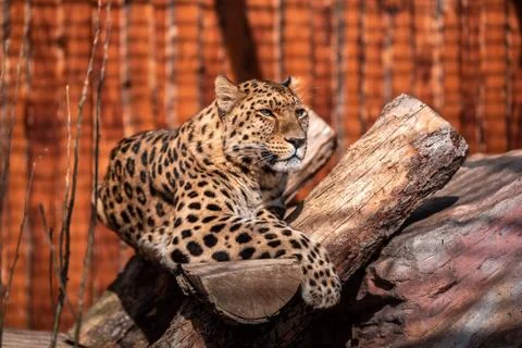Leopard In a dominant pose basking in the sun without a care in the world. Stock Photos