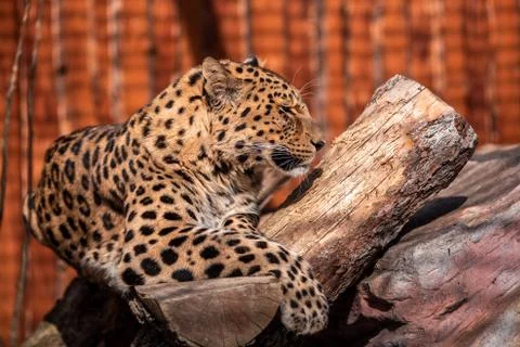 Leopard In a dominant pose basking in the sun without a care in the world. Stock Photos